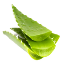 PENCA SABILA X LIBRA