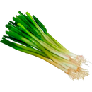 CEBOLLA JUNCA X LIBRA