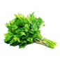 CILANTRO X 100 GR