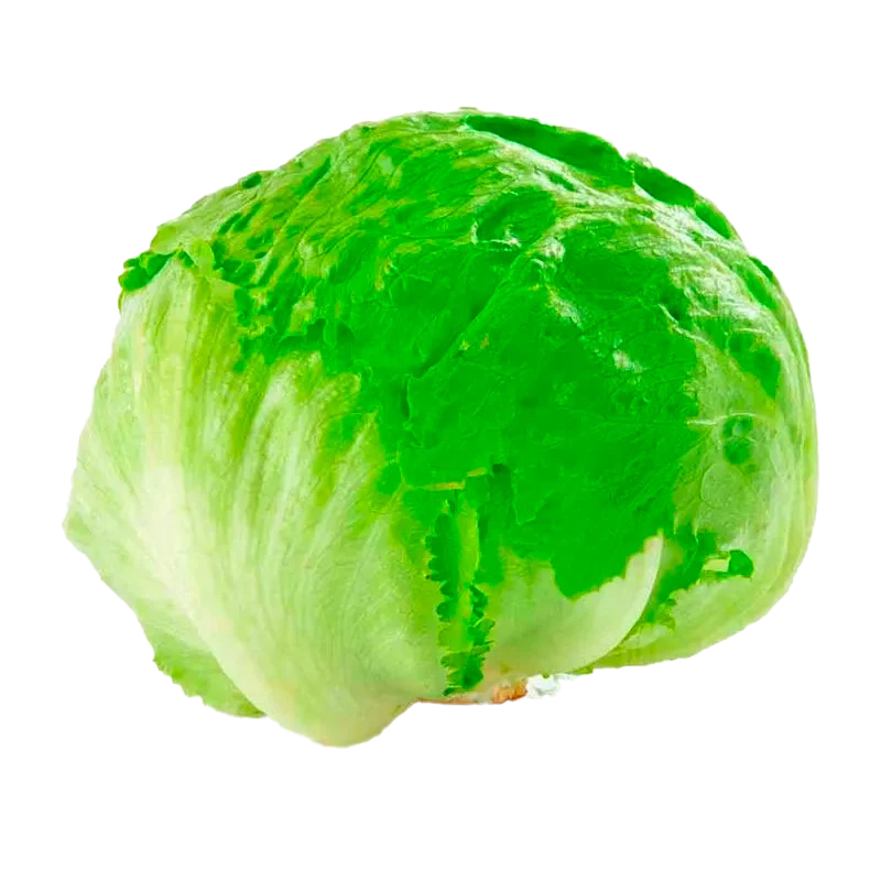 LECHUGA BATAVIA UNIDAD