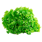 LECHUGA CRESPA UNIDAD