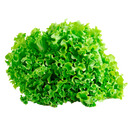 LECHUGA CRESPA UNIDAD