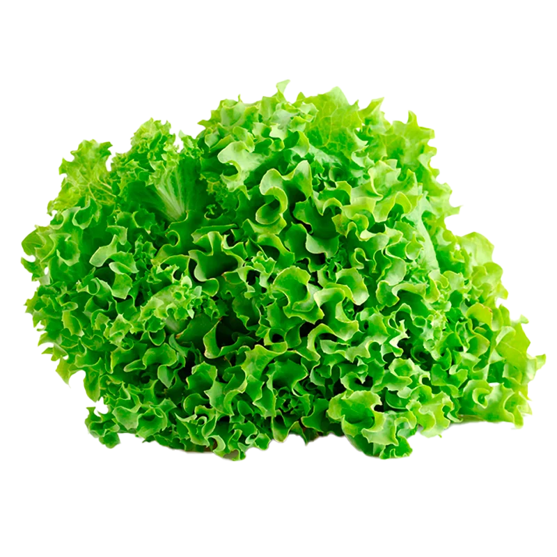 LECHUGA CRESPA UNIDAD