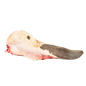LENGUA X LIBRA